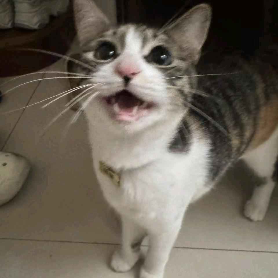 { blogger.collection_name }