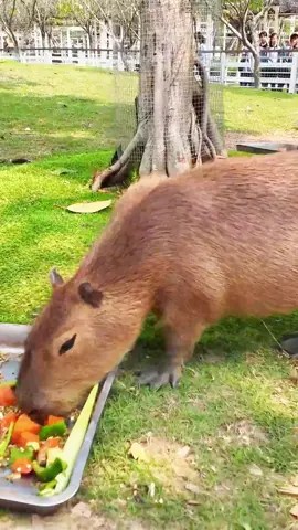 这个五一来盈香，把烦恼丢进乐园，把快乐装满口街头短发爆款图册妹子实用版